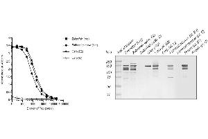 Image no. 1 for anti-Vitellogenin (VTG) antibody (ABIN123820) (Vitellogenin Antikörper)