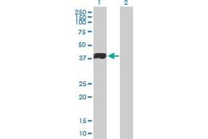 Western Blot analysis of MFGE8 expression in transfected 293T cell line by MFGE8 MaxPab polyclonal antibody. (MFGE8 Antikörper  (AA 1-387))