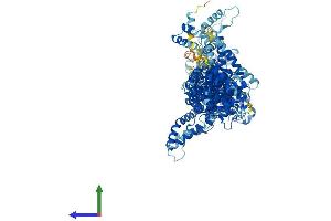 Protein Structure (PS) image for Cytoplasmic FMR1 Interacting Protein 1 (CYFIP1) (AA 1-1253) protein (His tag) (ABIN7553608)