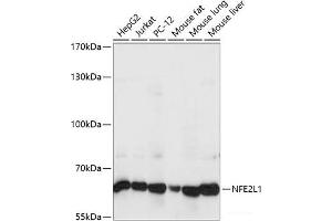 Western blot analysis of extracts of various cell lines using NFE2L1 Polyclonal Antibody at dilution of 1:1000. (NFE2L1 Antikörper)