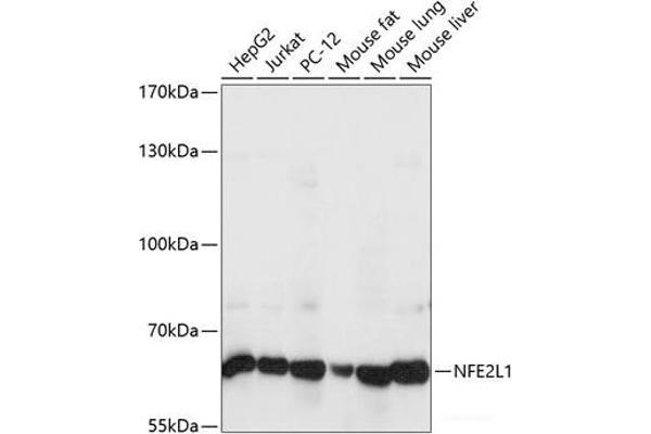 NFE2L1 Antikörper