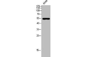 Western Blot analysis of A549 cells using GPR172A Polyclonal Antibody (GPR172A Antikörper  (Internal Region))