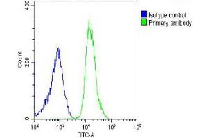 Overlay histogram showing U-2OS cells stained with (ABIN656506 and ABIN2845778) (green line). (PREX1 Antikörper  (C-Term))