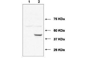 Western blot using  affinity purified anti-Ube2j1 antibody shows detection of Ube2j1 in 293 cells over-expressing Myc-Ube2j1 (Lane 2). (UBE2J1 Antikörper)