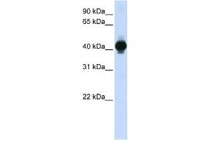 GPR18 antibody (70R-10503) used at 0. (GPR18 Antikörper  (Middle Region))