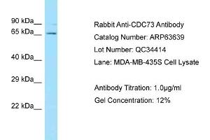 Western Blotting (WB) image for anti-Parafibromin (CDC73) (C-Term) antibody (ABIN970362) (HRPT2 Antikörper  (C-Term))