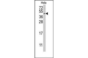 Image no. 1 for anti-Replication Factor C (Activator 1) 5, 36.5kDa (RFC5) (Middle Region) antibody (ABIN357979) (RFC5 Antikörper  (Middle Region))