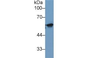 Detection of KPNa2 in Human 293T cell lysate using Monoclonal Antibody to Karyopherin Alpha 2 (KPNa2) (KPNA2 Antikörper  (AA 157-412))