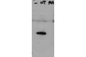 Image no. 1 for anti-HAUS Augmin-Like Complex, Subunit 8 (HAUS8) (pSer70) antibody (ABIN1101969) (NYS48/HAUS8 Antikörper  (pSer70))