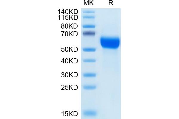 GFRA1 Protein (AA 25-424) (His tag)