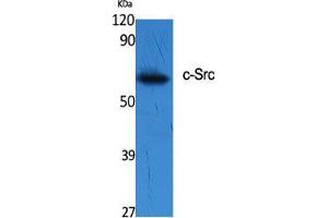 Western Blot (WB) analysis of specific cells using c-Src Polyclonal Antibody.