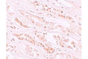 Immunohistochemical staining of human kidney cells with EFCAB4B polyclonal antibody  at 10 ug/mL.