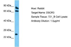 Host: Rabbit Target Name: DSCR3 Sample Tissue: Human 721_B Whole Cell Antibody Dilution: 1ug/ml (DSCR3 Antikörper  (Middle Region))