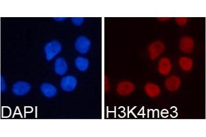 Immunofluorescence analysis of 293T cell using H3K4me3 antibody. (Histone 3 Antikörper  (H3K4me3))