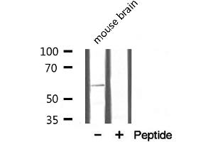 Western blot analysis on mouse brain lysate using Osteopontin Antibody (Osteopontin Antikörper  (C-Term))