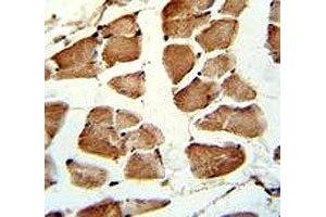 IHC analysis of FFPE human skeletal muscle stained with TAZ antibody (TAZ Antikörper  (AA 32-60))
