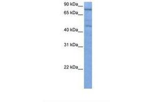 Image no. 1 for anti-Zinc Finger Protein 555 (ZNF555) (C-Term) antibody (ABIN6739135) (ZNF555 Antikörper  (C-Term))