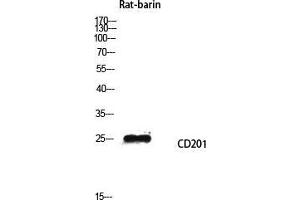 Western Blot (WB) analysis of Rat barin lysis using CD201 antibody.