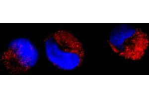 Immunofluorescence (IF) image for anti-C-Abl Oncogene 1, Non-Receptor tyrosine Kinase (ABL1) (AA 850-900) antibody (ABIN7448914) (ABL1 Antikörper  (AA 850-900))