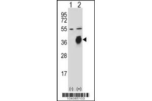 Western blot analysis of PLAUR using rabbit polyclonal PLAUR Antibody (W151) using 293 cell lysates (2 ug/lane) either nontransfected (Lane 1) or transiently transfected (Lane 2) with the PLAUR gene. (PLAU Antikörper  (AA 136-166))