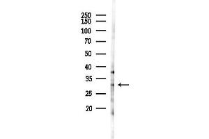anti-Transmembrane Protein 163 (TMEM163) antibody