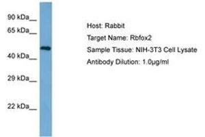 Image no. 1 for anti-RNA Binding Motif Protein 9 (RBM9) (AA 32-81) antibody (ABIN6750288) (RBM9 Antikörper  (AA 32-81))