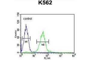 Flow cytometric analysis of K562 cells using GTPBP2 antibody (C-term) Cat. (GTPBP2 Antikörper  (C-Term))