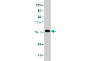 Western Blotting (WB) image for anti-Potassium Voltage-Gated Channel, Isk-Related Family, Member 1 (KCNE1) (AA 67-129) antibody (ABIN561579)