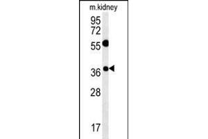 TSN3 Antibody (Center) (ABIN651749 and ABIN2840386) western blot analysis in mouse kidney tissue lysates (15 μg/lane). (Tetraspanin 3 Antikörper  (AA 90-117))
