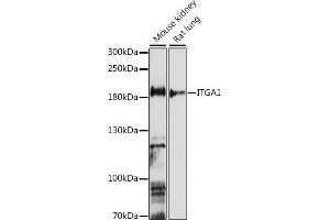 Western blot analysis of extracts of various cell lines, using ITG antibody (6054) at 1:1000 dilution. (Integrin alpha 1 Antikörper  (AA 700-800))
