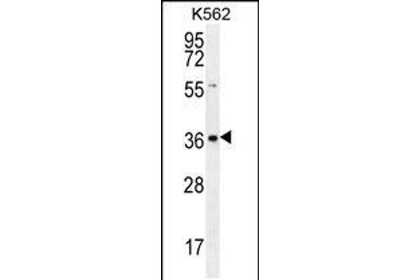 SLC25A31 antibody  (AA 139-167)