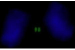 Immunofluorescence (IF) image for anti-Inner Centromere Protein Antigens 135/155kDa (INCENP) (AA 325-400) antibody (ABIN7448389) (INCENP Antikörper  (AA 325-400))