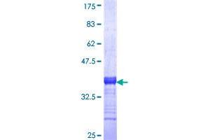 NPSR1 Protein (AA 2-53) (GST tag)