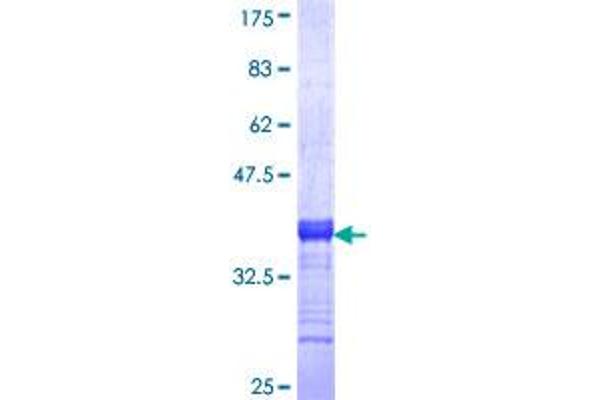 NPSR1 Protein (AA 2-53) (GST tag)