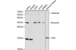 Western blot analysis of extracts of various cell lines using CDA Polyclonal Antibody at dilution of 1:1000. (CDA Antikörper)