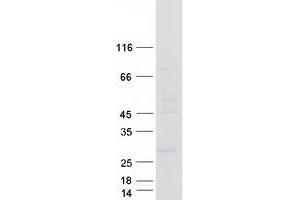 Validation with Western Blot (LAPTM4A Protein (Myc-DYKDDDDK Tag))