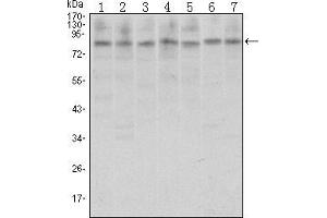 Western blot analysis using CTCF mouse mAb against A31 (1), MCF-7 (2), Hela (3), HCT116 (4), Jurkat (5), NIH/3T3 (6), and Cos7 (7) cell lysate. (CTCF Antikörper)