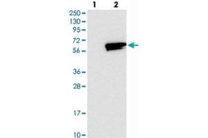 Western blot analysis of Lane 1: Negative control (vector only transfected HEK293T lysate), Lane 2: Over-expression Lysate (Co-expressed with a C-terminal myc-DDK tag (~3. (RASGEF1A Antikörper)