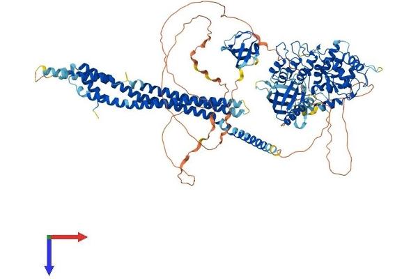 ASAP2 Protein (AA 1-1006) (His tag)