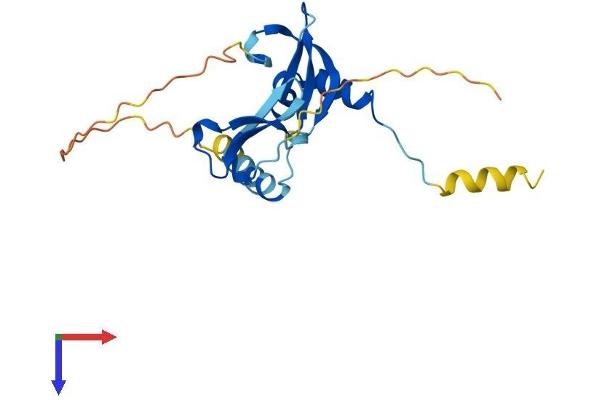 CBX5 Protein (AA 1-191) (His tag)