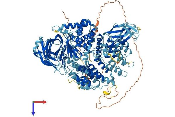 TAF2 Protein (AA 1-1104) (His tag)