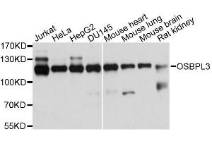 Western blot analysis of extracts of various cell lines, using OSBPL3 antibody. (OSBPL3 Antikörper  (AA 370-520))