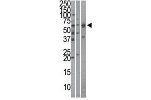 Image no. 1 for anti-Karyopherin (Importin) alpha 4 (KPNA4) (N-Term) antibody (ABIN357323) (KPNA4 Antikörper  (N-Term))
