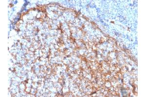 Formalin-fixed, paraffin-embedded human tonsil stained with CD11b Monospecific Mouse Monoclonal Antibody (ITGAM/3337). (CD11b Antikörper  (AA 941-1074))