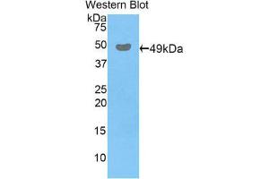 Western Blotting (WB) image for anti-Peroxiredoxin 3 (PRDX3) (AA 64-257) antibody (ABIN1860306) (Peroxiredoxin 3 Antikörper  (AA 64-257))