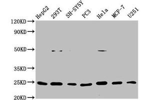 Western Blot Positive WB detected in: HepG2 whole cell lysate, 293T whole cell lysate, SH-SY5Y whole cell lysate, PC3 whole cell lysate, Hela whole cell lysate, MCF-7 whole cell lysate, U251 whole cell lysate All lanes: GDNF antibody at 1 μg/mL Secondary Goat polyclonal to rabbit IgG at 1/50000 dilution Predicted band size: 24, 21, 26, 23, 19 KDa Observed band size: 24 KDa (Rekombinanter GDNF Antikörper)