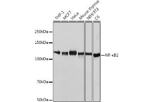 Western blot analysis of extracts of various cell lines, using NF-κB2 antibody (ABIN7268983) at 1:1000 dilution. (NFKB2 Antikörper)