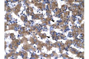 VDAC1 antibody was used for immunohistochemistry at a concentration of 4-8 ug/ml to stain Hepatocytes (arrows) in Human Liver. (VDAC1 Antikörper  (C-Term))
