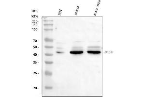 Western blot analysis of CREB1 using anti-CREB1 antibody (ABIN3042756).