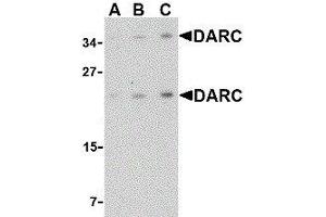 Western Blotting (WB) image for anti-Duffy Blood Group, Chemokine Receptor (DARC) (C-Term) antibody (ABIN2479380) (DARC Antikörper  (C-Term))